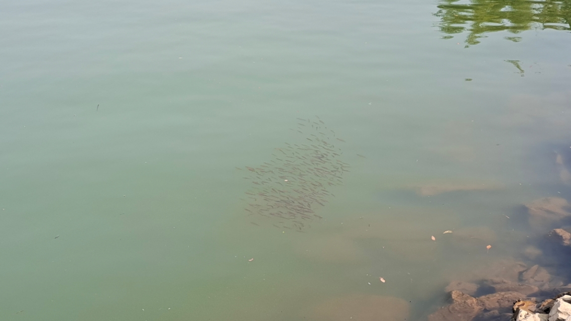 在野外怎么钓黑鱼,户外怎么钓黑鱼教程