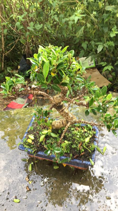 苹果盆景修剪技巧图解,新手也能学会的修剪盆景技巧