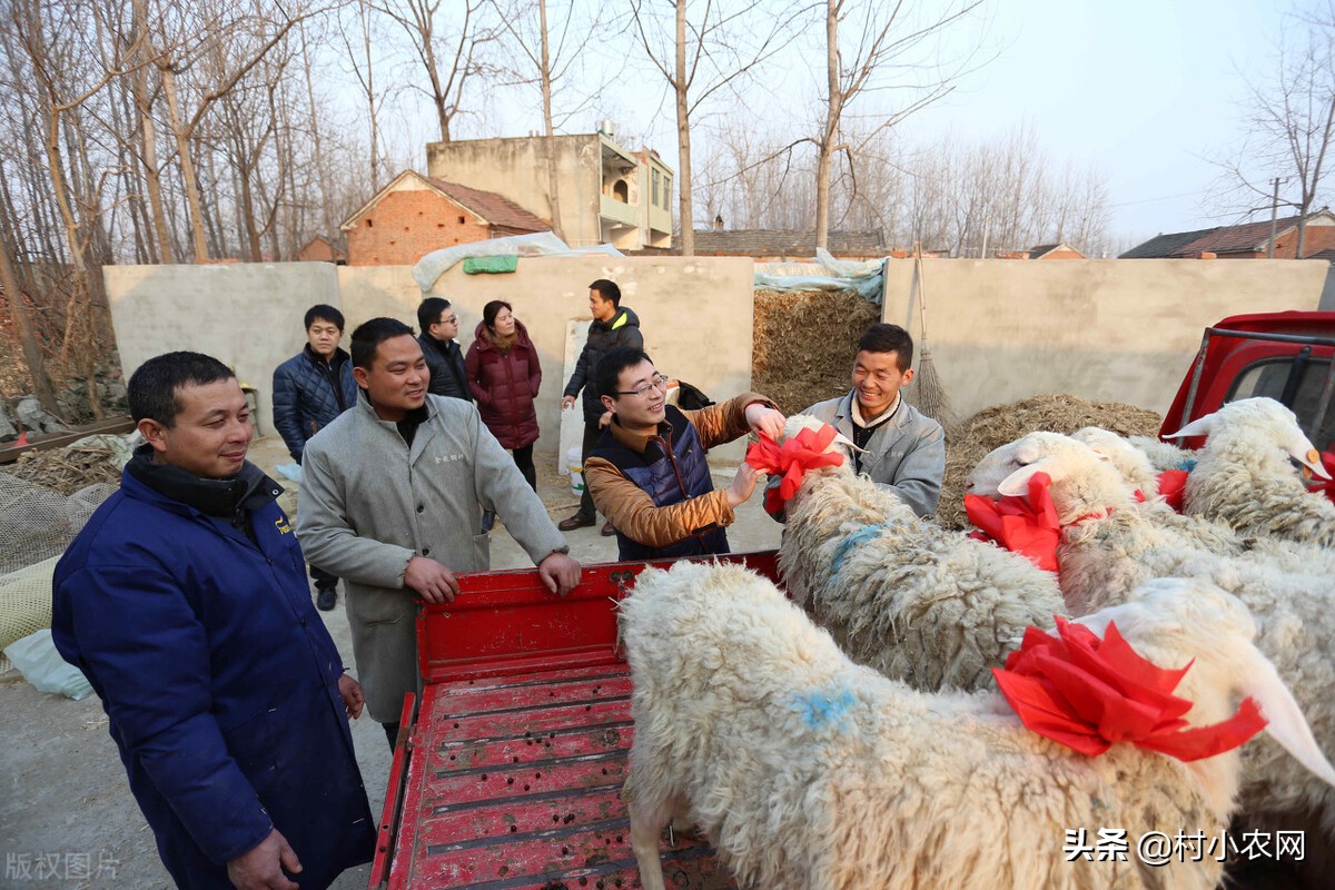 返乡创业农民可以试试这几个生意,农村创业致富有哪些陷阱