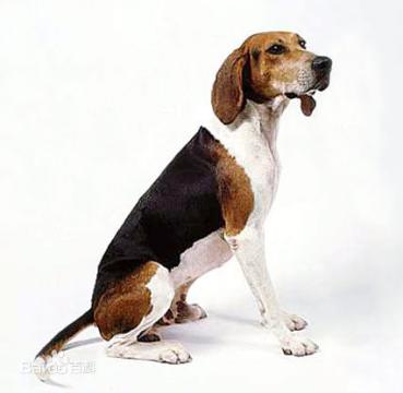 性格温顺的大型犬品种,宠物狗大型犬都有哪些品种