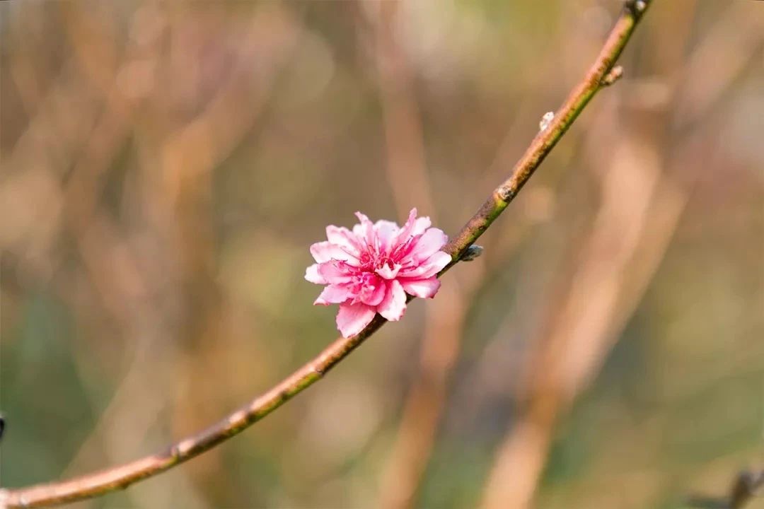 2021深圳免费适合遛娃玩地方排名,深圳免费游玩景点推荐