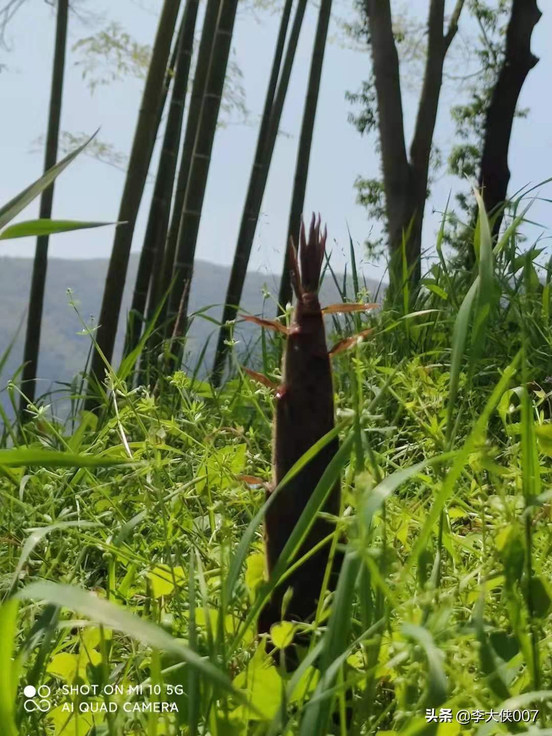 宜兴竹海游记,宜兴竹海攻略一日游自驾游