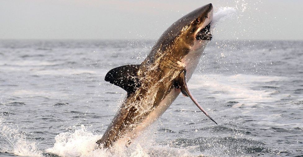 大白鲨与噬人鲨有哪些亲缘关系,大白鲨为什么要攻击虎鲸