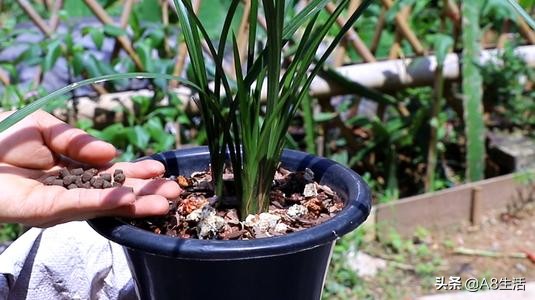 每日一品七律,每日一品茶叶