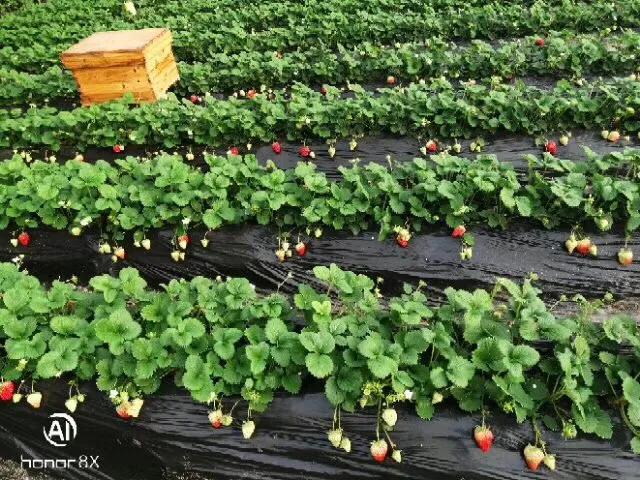 丹东99草莓直播,丹东99草莓罐头