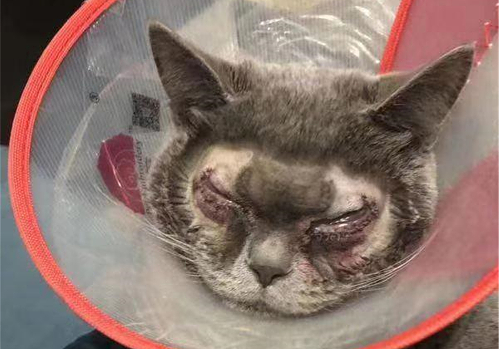 猫咪双眼皮手术真的有用吗,猫咪眼睑内翻的症状与治疗方法图
