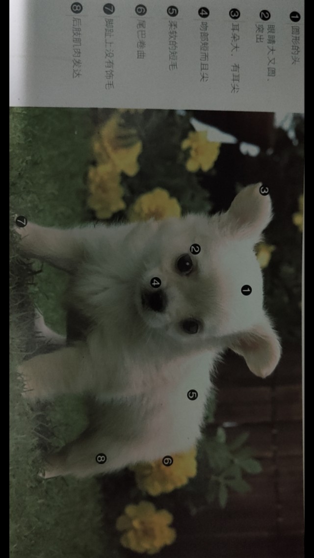 吉娃娃原名叫什么,茶杯头吉娃娃