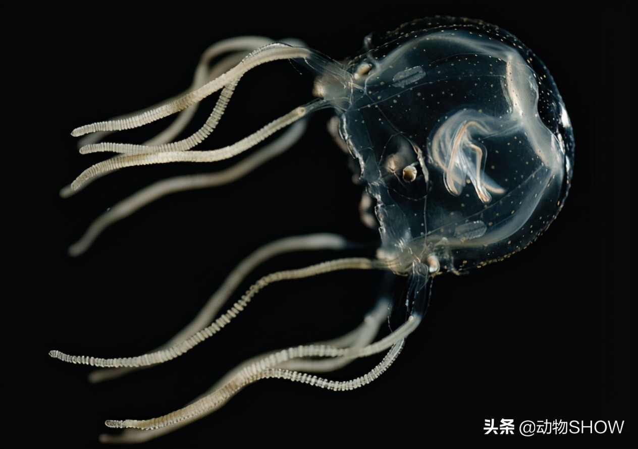 世界上最大的有毒物种,世界所有剧毒生物视频