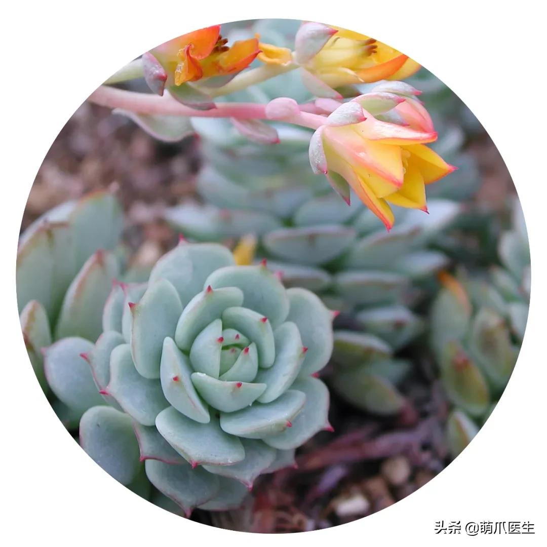 养了猫还可以养兔子吗,养了猫还适合养鹦鹉吗