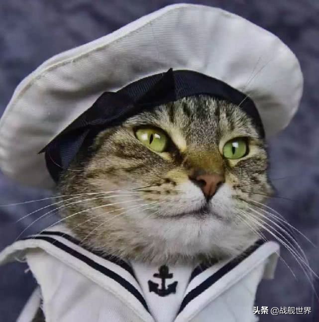撸猫一时爽,撸错就很惨,盘点这些战舰上的玄学舰猫,你了解多少