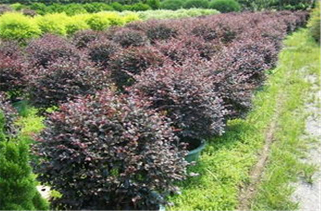 红檵木有多少种品种,红檵木优点缺点