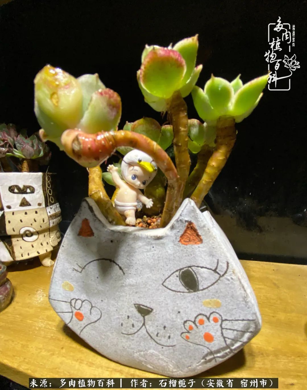 治愈系多肉：何以解忧，唯有多肉