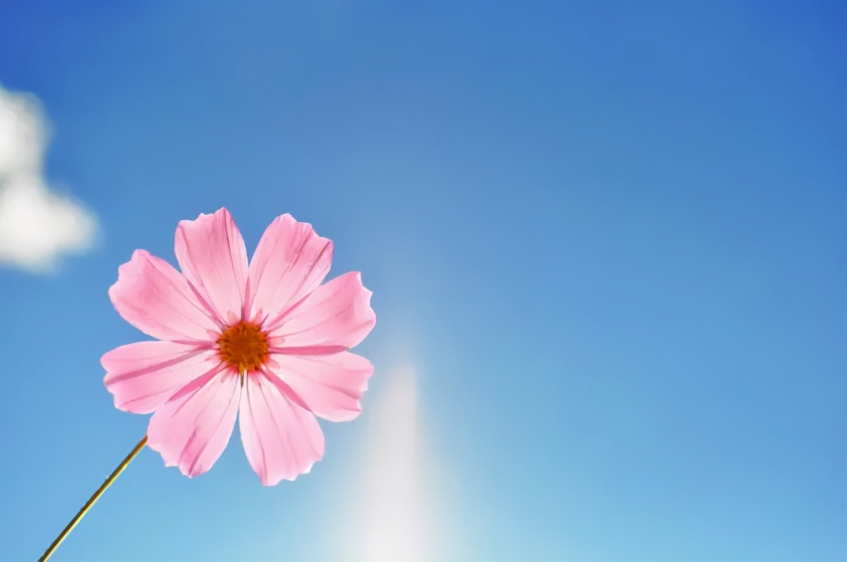 公主寻爱记：找了一个开军车的解放军，准丈母娘要检验驾驶证