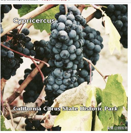 python如何随机生成恒定的种子,python随机生成01序列