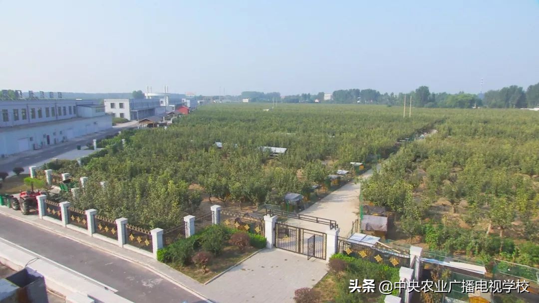 田间示范秀养鸡视频,田间示范秀节目