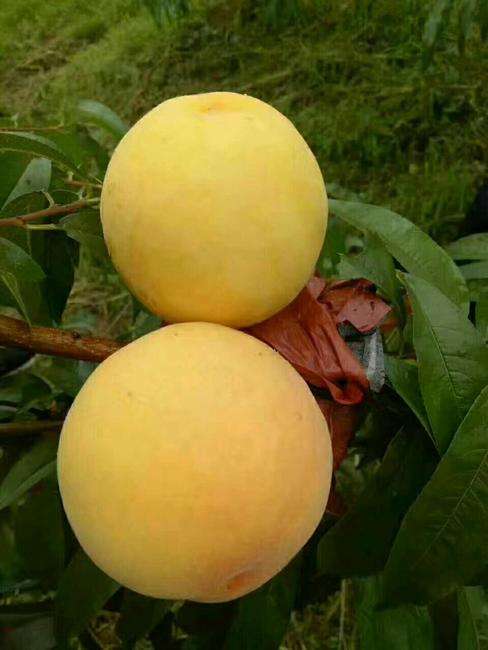 杨凌推荐的桃树品种有哪些,杨凌农科桃树新品种