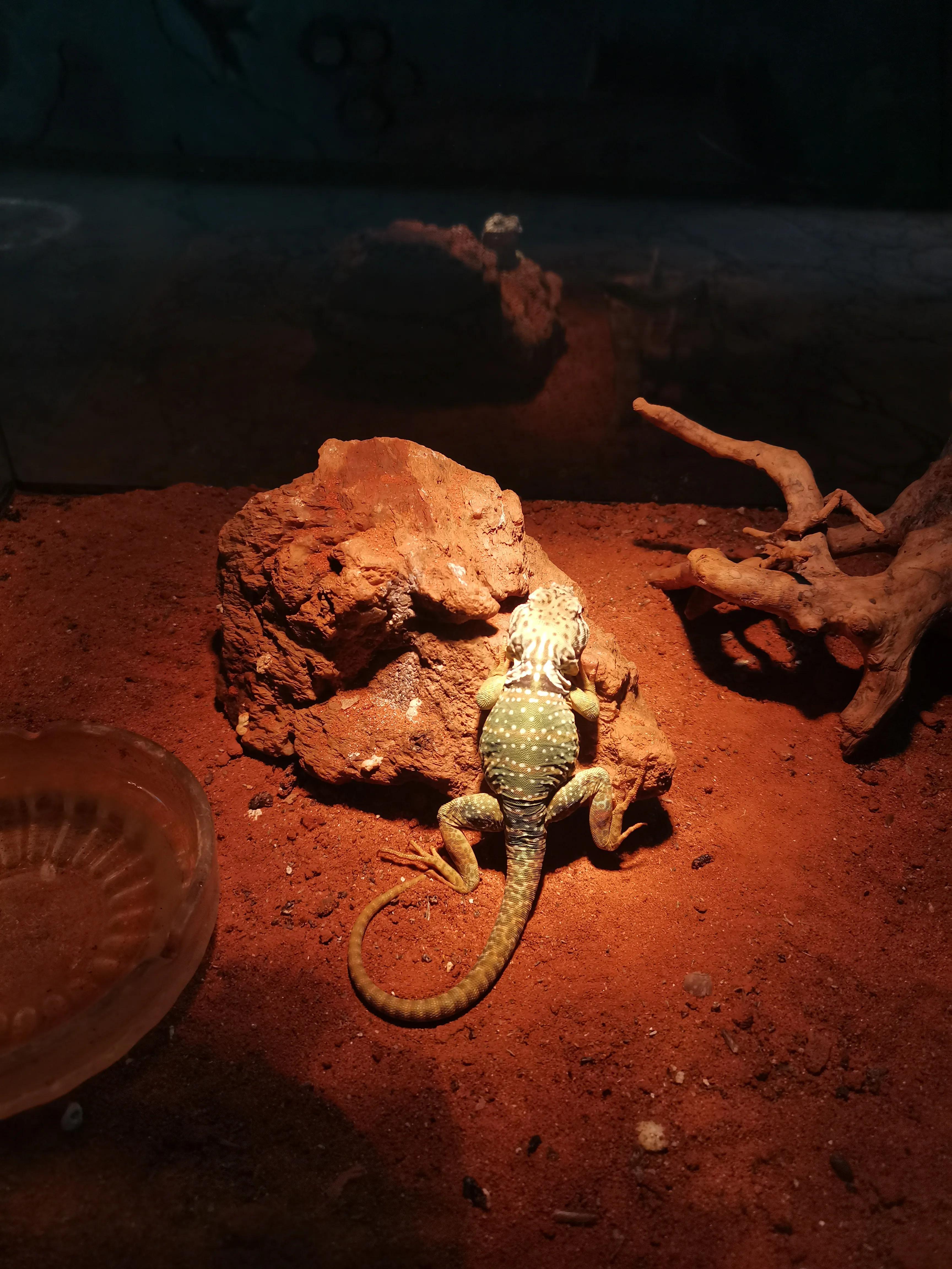 宿州火车站到宿州野生动物园,济南野生动物园和宿州野生动物园