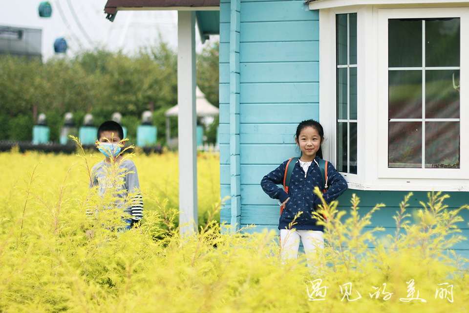 百万葵园有多坑,百万葵园免门票