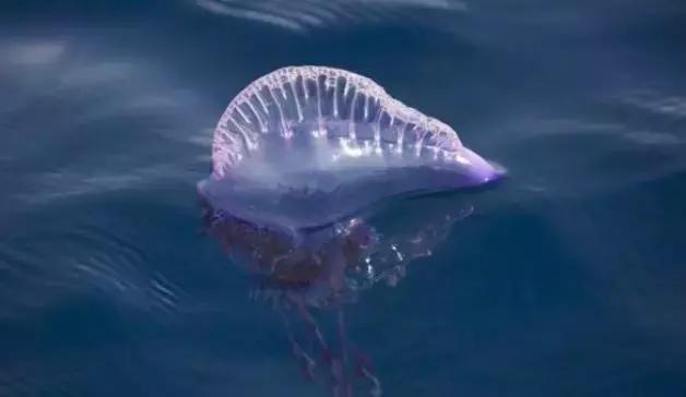 被水母蛰了有事吗,被水母蜇了用尿解毒