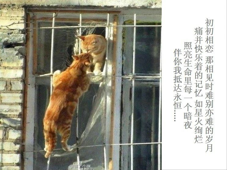 我只想说声爱你,只想再爱你一次