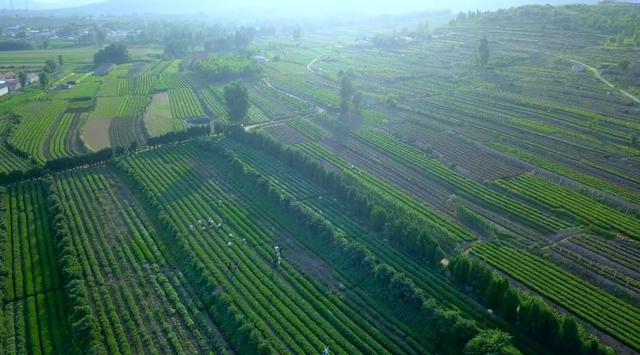 日照绿茶世界三大,日照绿茶是中国十大名茶