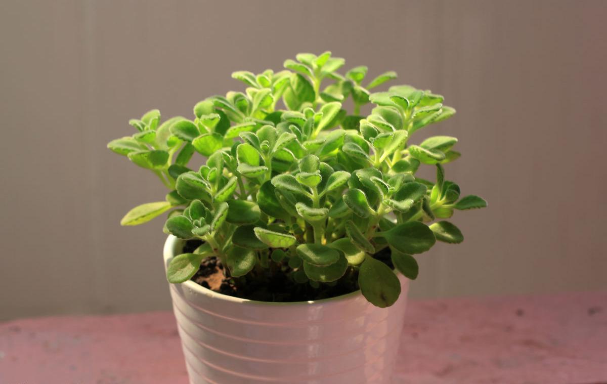 养的花叶子发黄了怎么办,花卉叶子焦尖和发黄