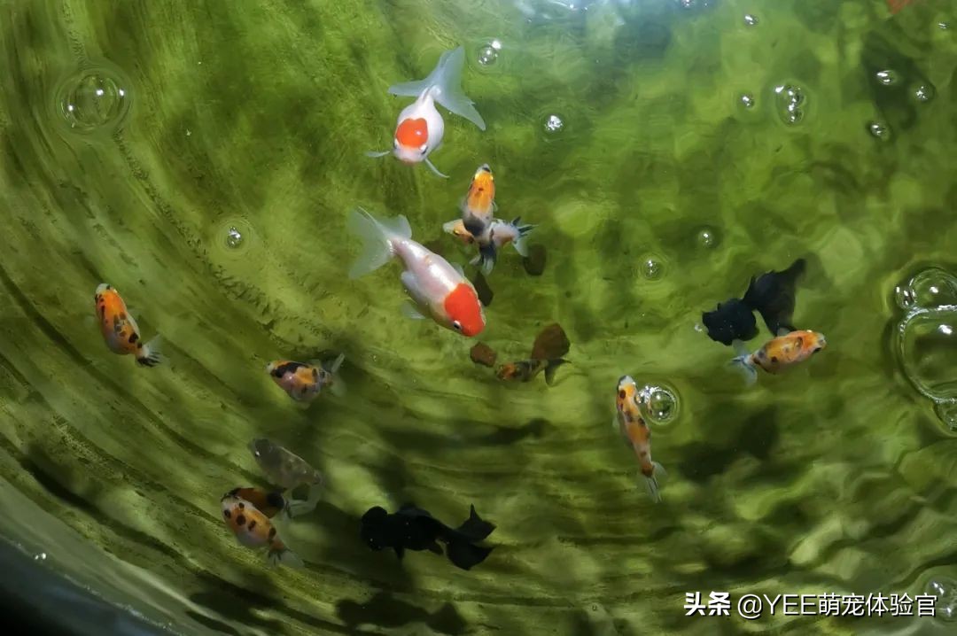 金鱼为什么越养越少,养金鱼的10大忠告