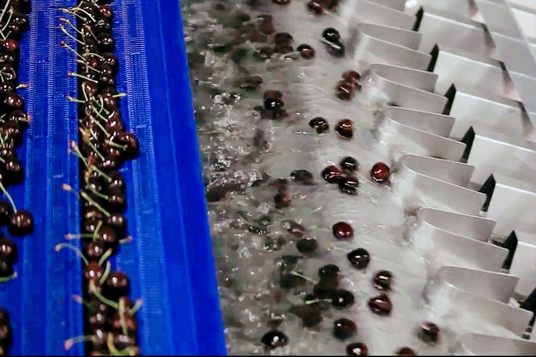 澳洲和智利车厘子区别,智利车厘子和车厘子有什么不一样