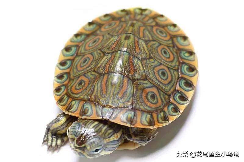 最常见的几种乌龟的品种,常见乌龟的种类及图片介绍