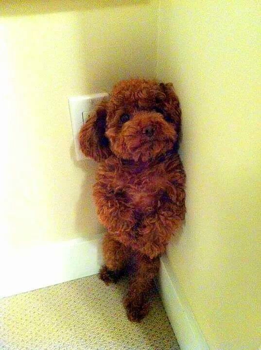 泰迪不吃东西怎么治疗,泰迪狗不吃狗粮怎么办什么也不吃