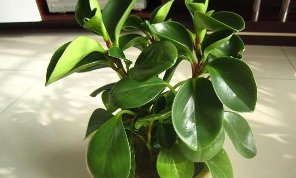 豆瓣绿黄叶怎么让它变绿,豆瓣绿盆栽叶子发黄掉落