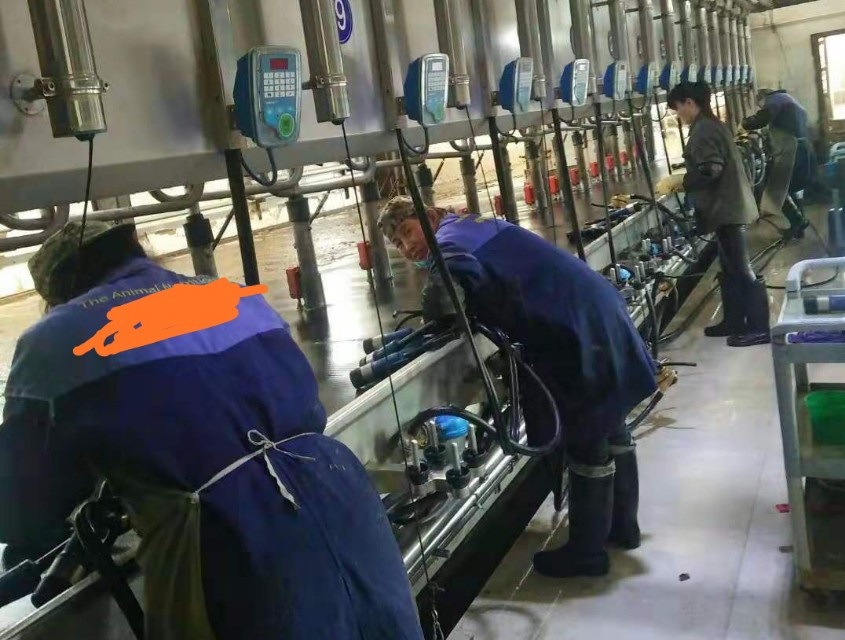 提高奶牛产奶量的技术措施,如何提高奶牛的产奶量的方法