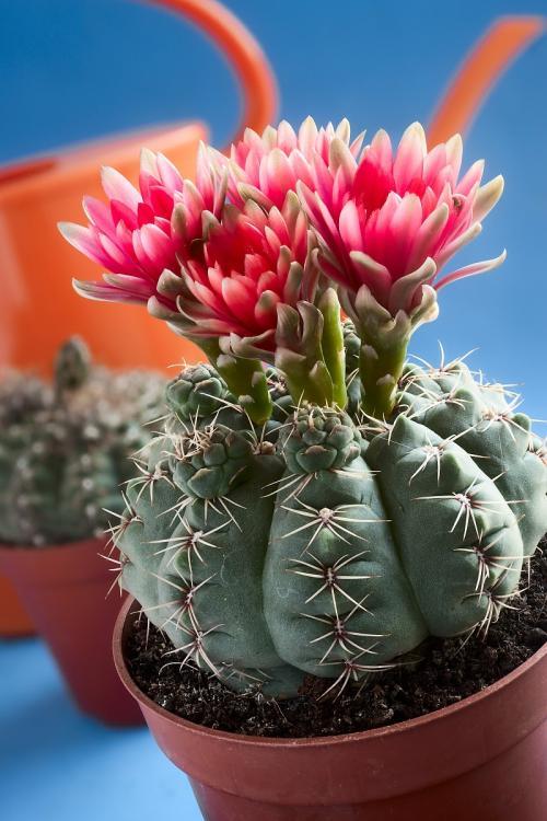 人养花花,人养花花养人哪些花养人