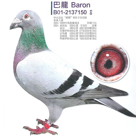 世界名鸽录,世界名鸽素材