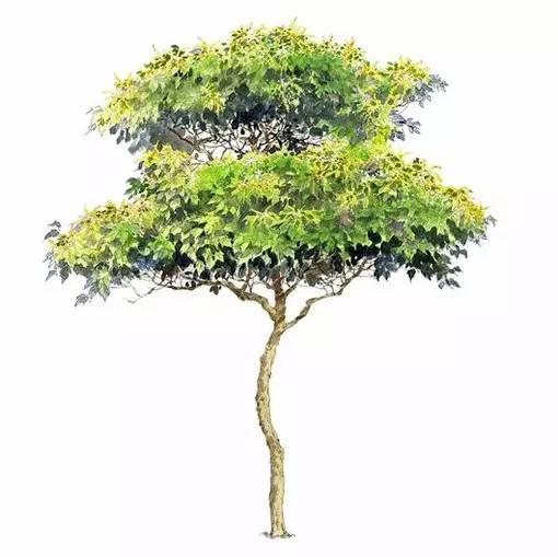 十种不同树叶的画法,五种不同树木的画法简单的