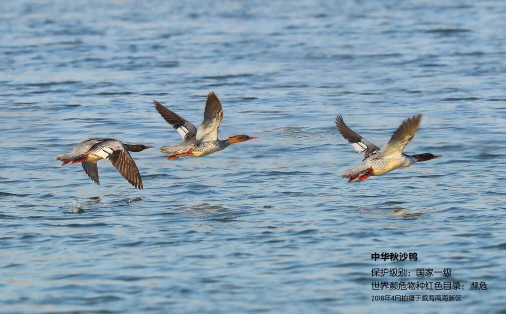 南海新区具有什么特点,南海新区详细介绍