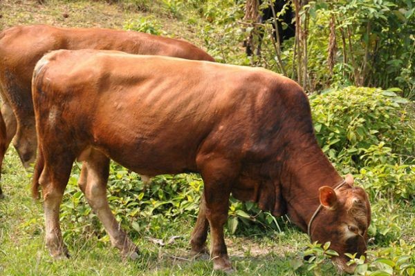 一位中国投资者如何做成日本最大的咖啡庄园