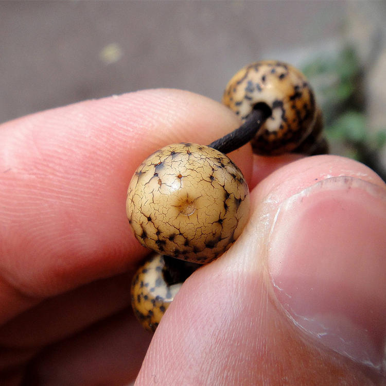 新手推荐的星月菩提,比较靠谱的星月菩提