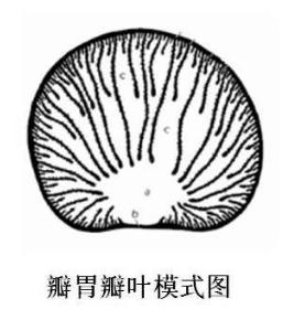 山羊的消化时间,山羊消化不良的症状