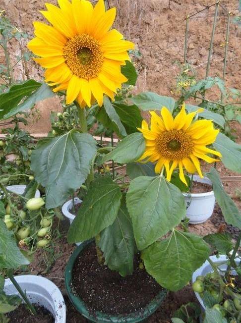 让向日葵快速盛开,盆栽向日葵长得又细又长怎么办