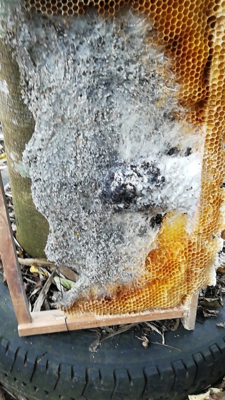 蜜蜂巢虫最容易解决的办法,蜜蜂有巢虫如何解决