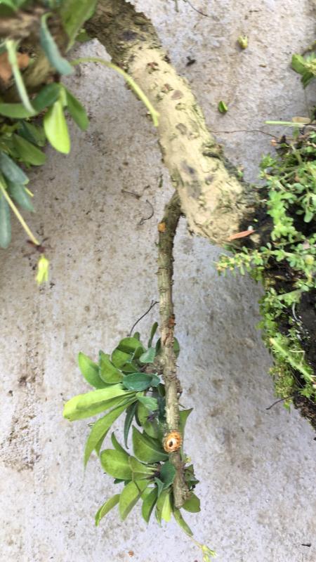 新手也能学会的修剪盆景技巧,枸杞盆景修剪技巧图解