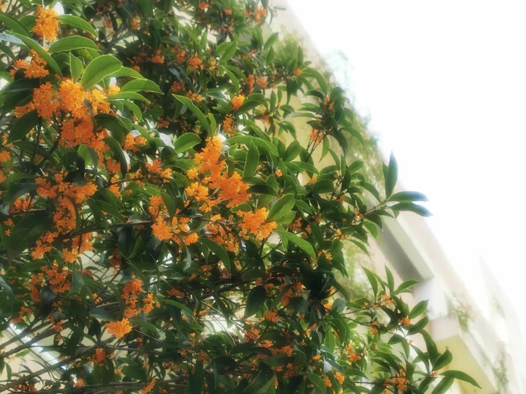 秋天你好吗,秋天你好