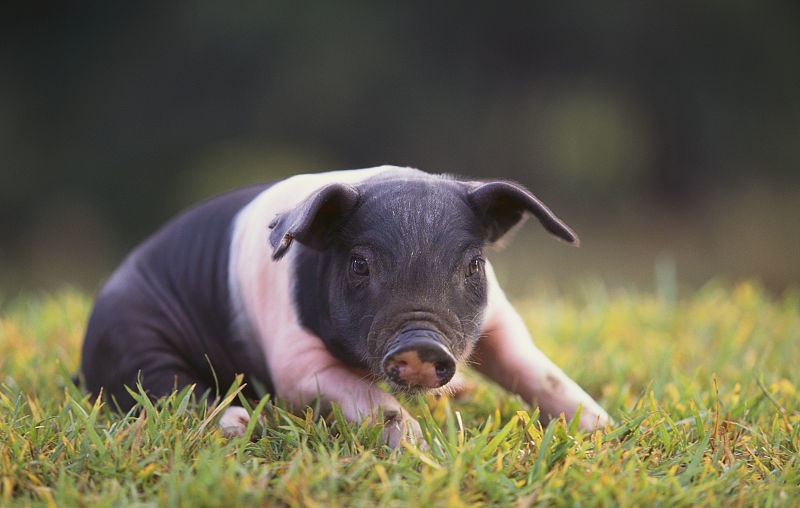 20个超有趣的冷知识问题,有知识又好笑的冷知识