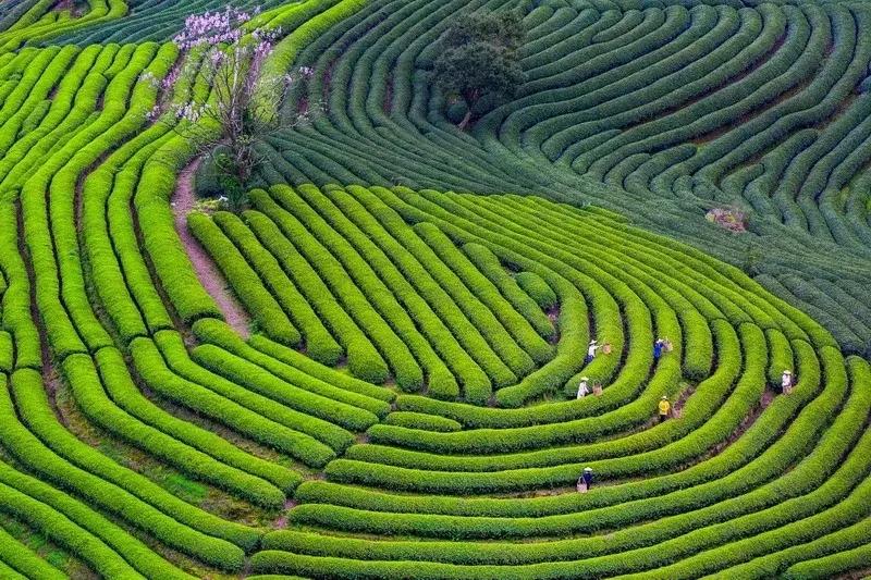山东日照好的茶叶品种是什么,山东有名的茶叶是什么茶