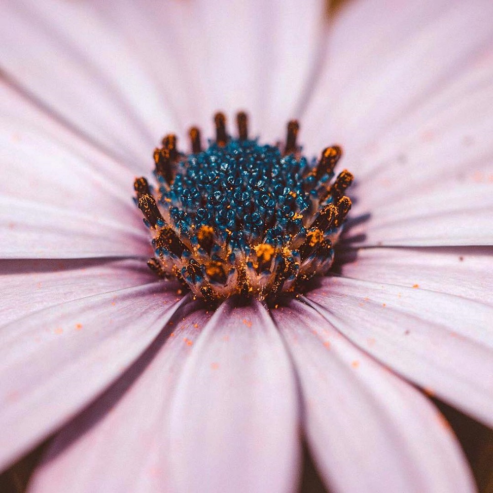 微距拍摄需要的器材,小成本视频摄影