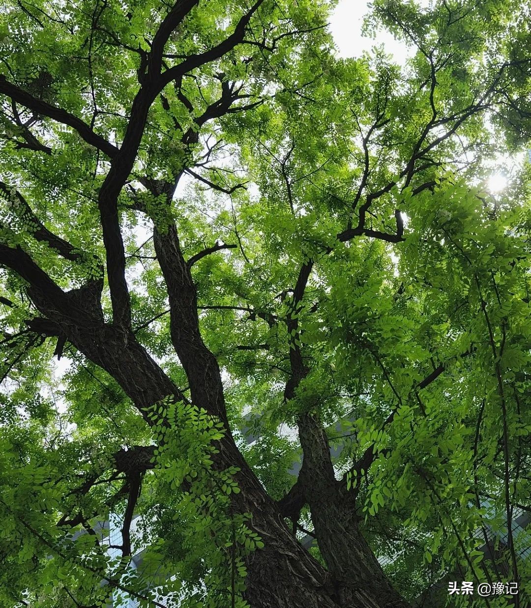 河南老槐花有什么好吃的,老家人爱吃的风味槐花