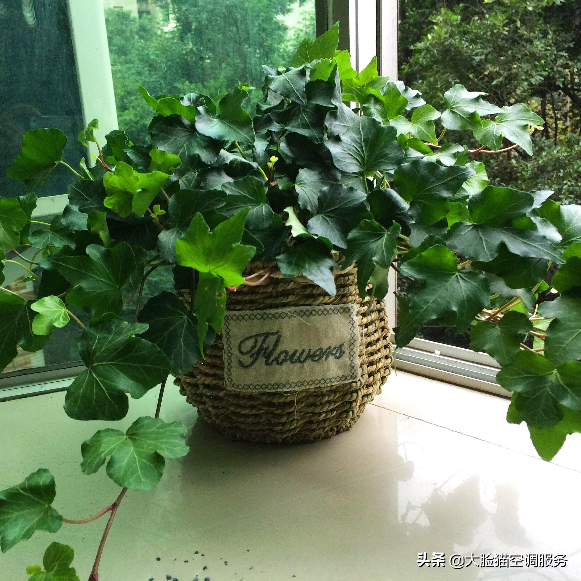 大脸猫推荐理由,大脸猫保健品