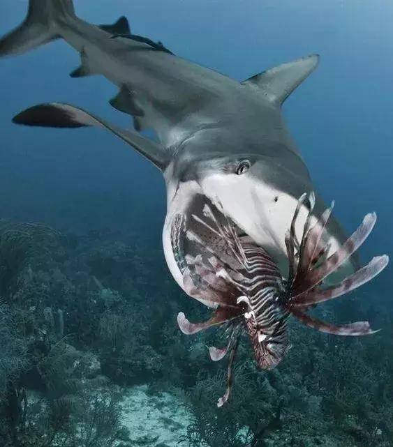 世界上最惊艳的海底照,100张绝美的海底照片