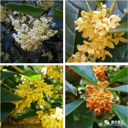 徐州市区桂花地图上线，能看又能吃！趁着十一假期快去吧